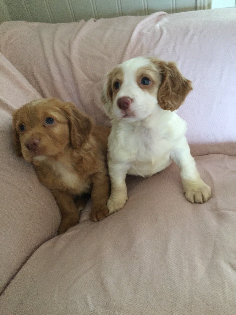 white working cocker spaniel